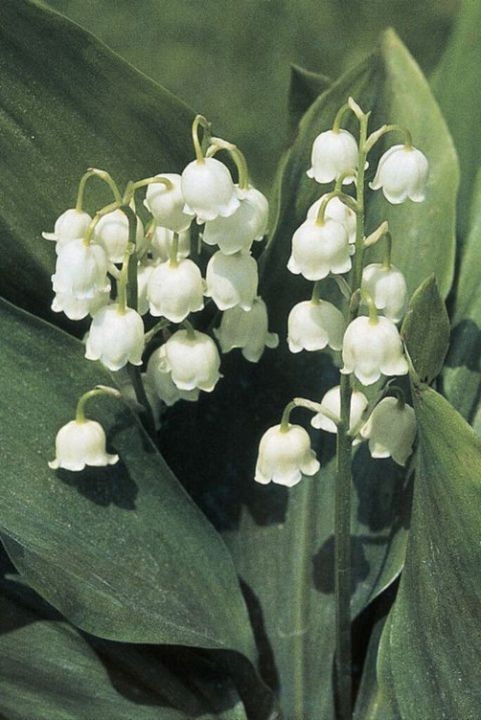 Cluster of small white bell-shaped Lily of the Valley flowers on green leaves.